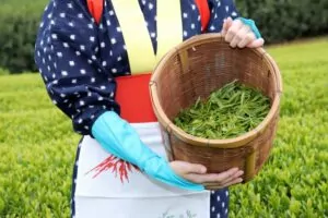 récolte du thé vert matcha