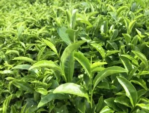 feuilles de thé vert japonais
