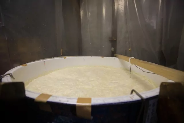 Préparation du moromi pour le saké